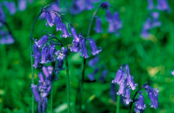 Spring flowers in Scotland