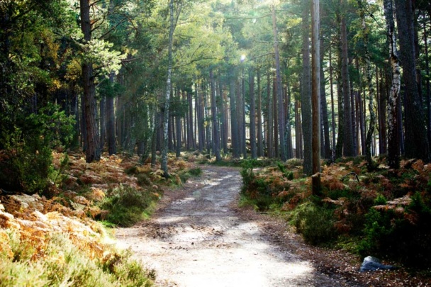 The Loch an Eilein path. The path undulates 5km round the loch on relatively even ground through the Rothiemurchus Forest.