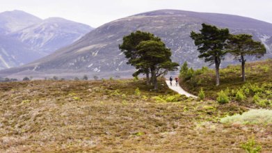cairngorms-or-loch-lomond-