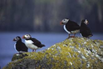 Orkney wildlife