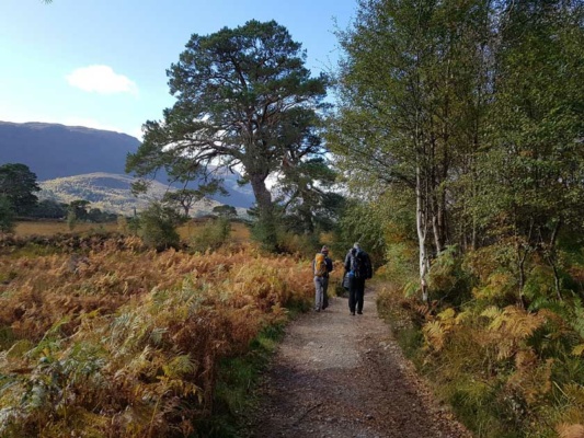 trails and trees in glen affric