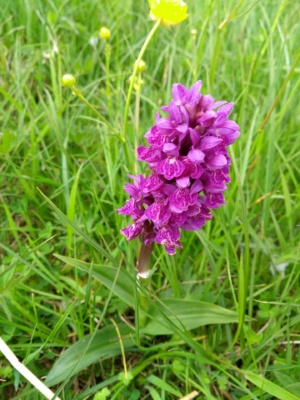 Northern Marsh Orchid Orkney