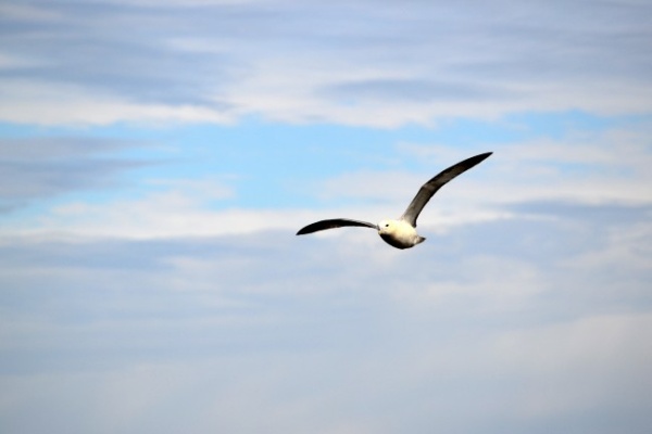 Scottish Fulmar Orkney