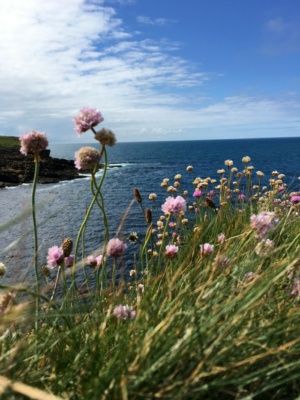 Thrift Flowers Orkney