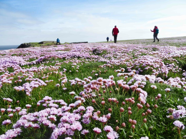 scottish summer flowers