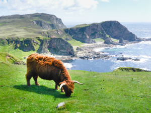 Highland cattle feature