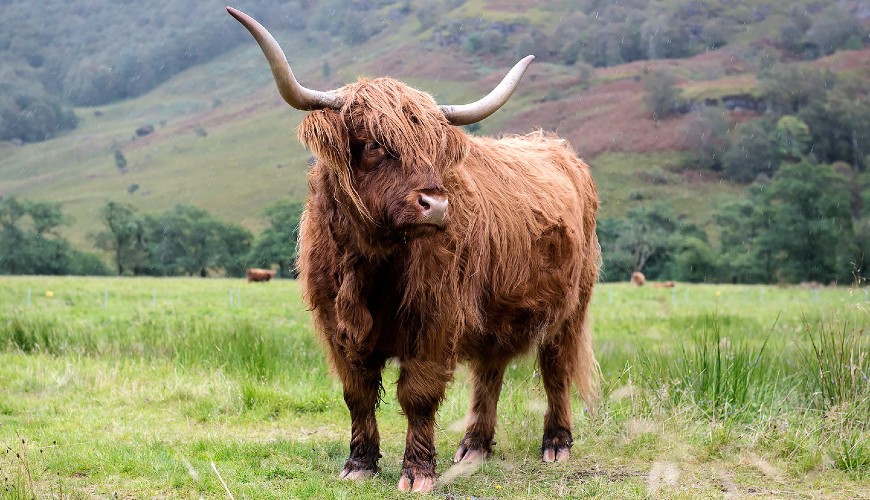 Where to find Highland Cows in Scotland Wilderness Scotland