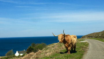 highland cow