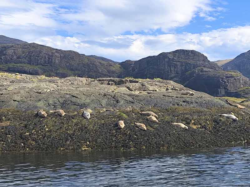 seals basking in the sun on a rock