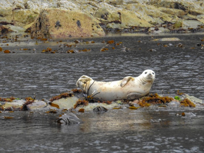 orkney islands wildlife tours