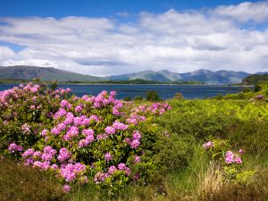spring in scotland