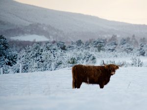 winter in scotland