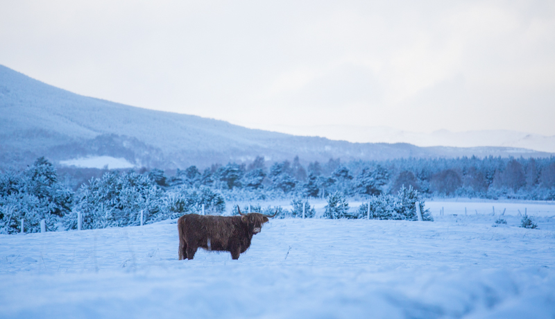 winter highland cozy cairngorms